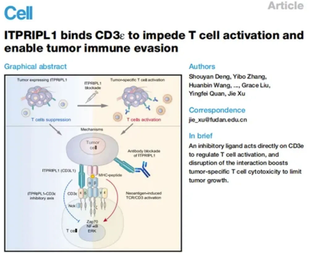 原始創新百花齊放：柏全生物ITPRIPL1、尋百會IGSF8、昂科免疫Siglec 10......